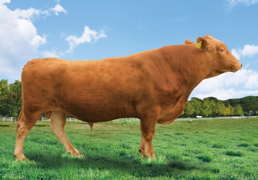 강원특별자치도, 신규 보증씨수소 선발...