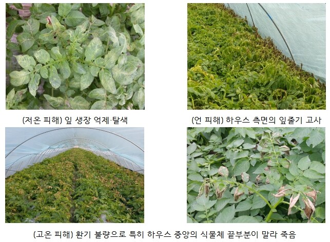 농촌진흥청, 겨울철 시설감자, 안정 ...