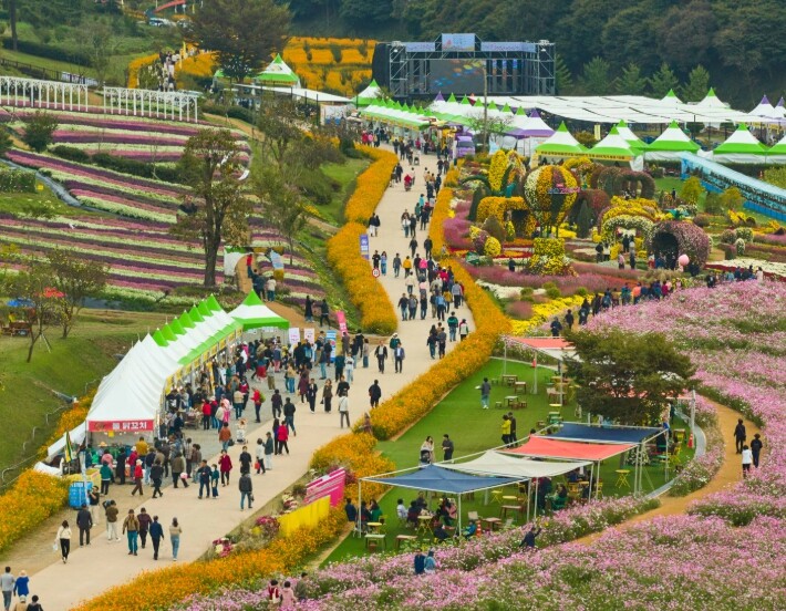 화순 고인돌 가을꽃 축제, 3년 연속...