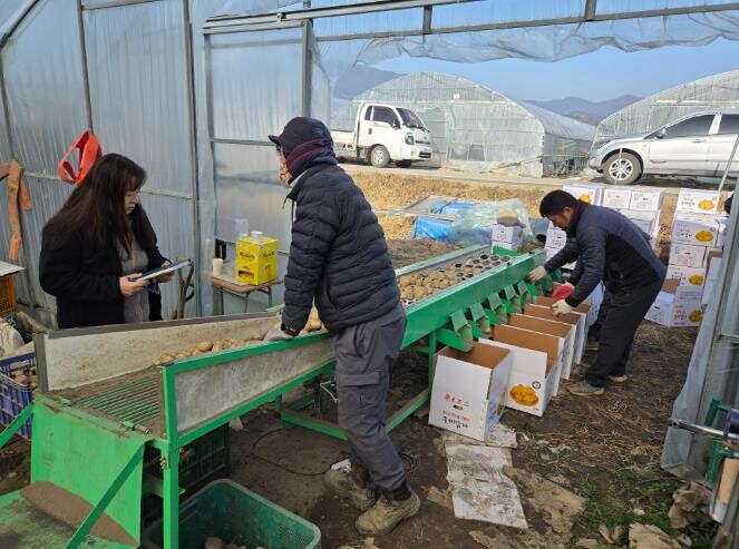 구례군, 통일감자 수확 현장 컨설팅 ...