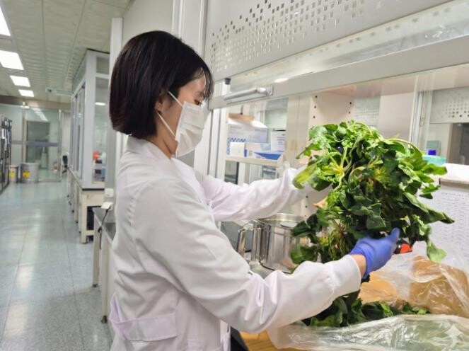 광주광역시 지역 유통 농산물 잔류농약...