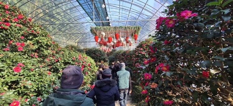 신안 ‘섬 겨울꽃 축제’, 4천만 송...