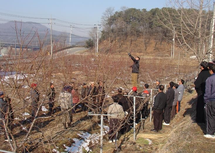 세종시농기센터, 복숭아나무 동계전정 ...