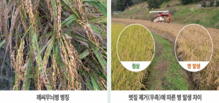 세종시농기센터, 규산질 비료 살포 및...