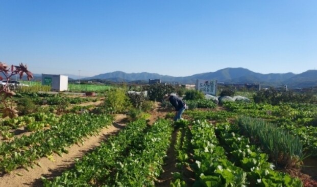 군위군, 텃밭에서 배우는 농업… 주말...