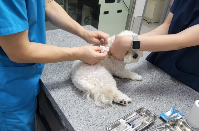 광주광역시, 설 연휴 반려동물 응급진...